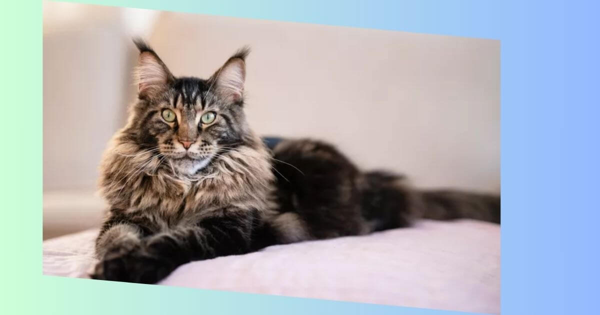 Maine Coons