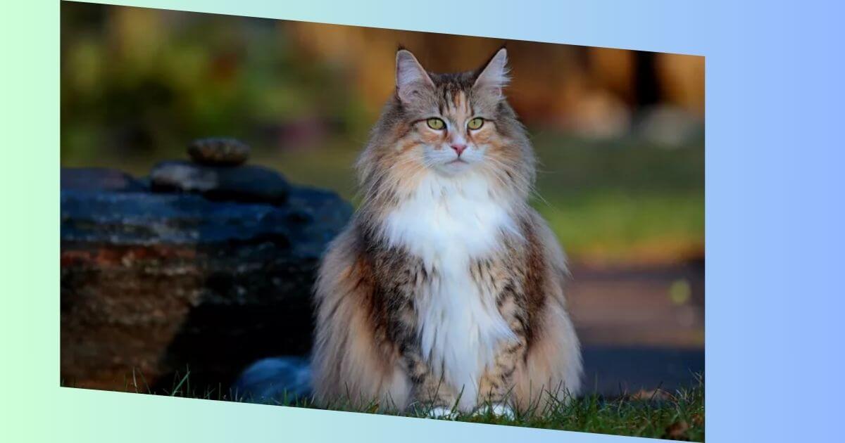 Norwegische Waldkatze Bilder