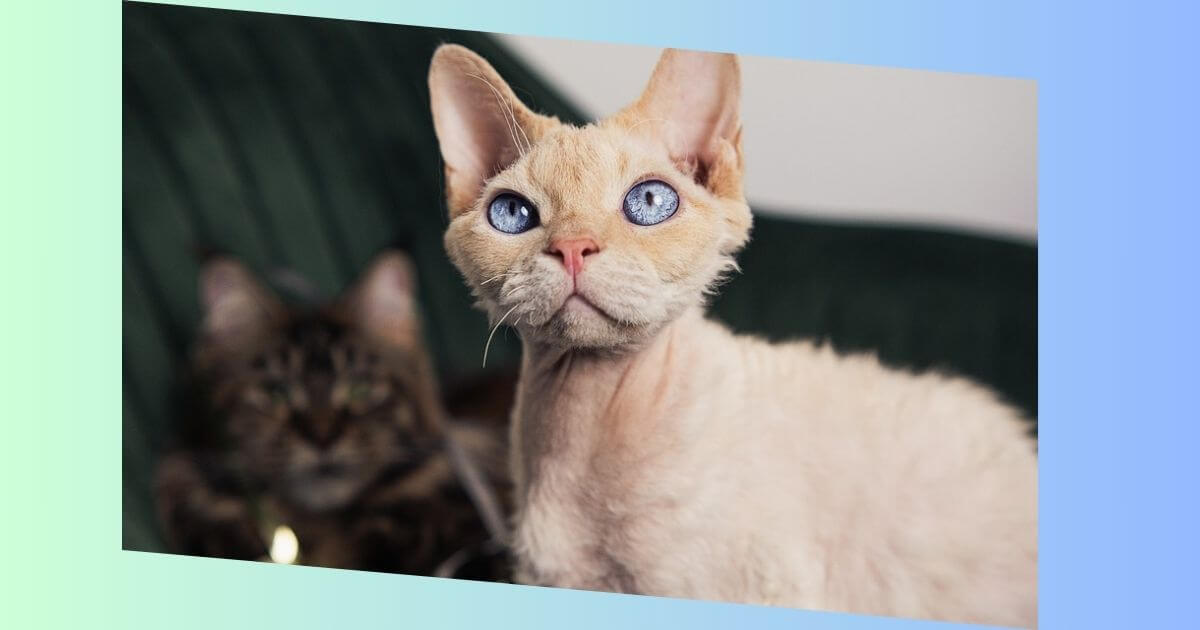 Devon Rex