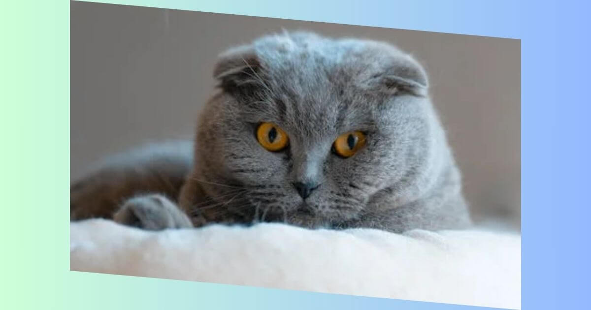 Scottish Fold katze