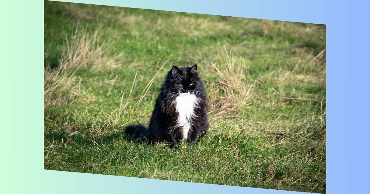 Norwegische Waldkatze