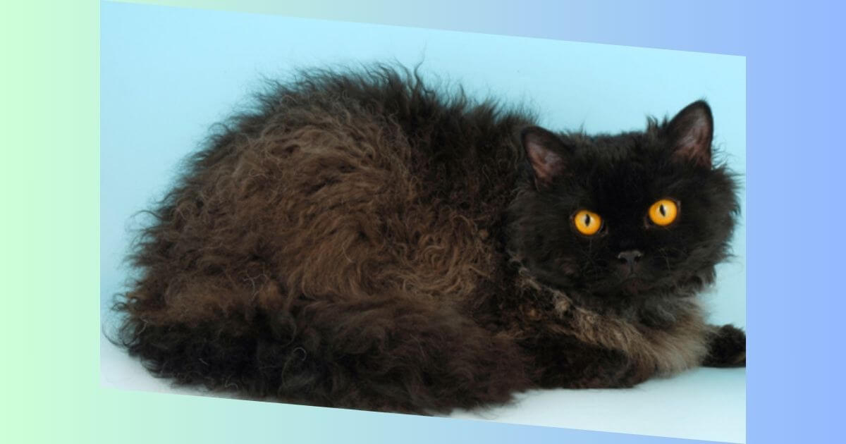 Selkirk Rex