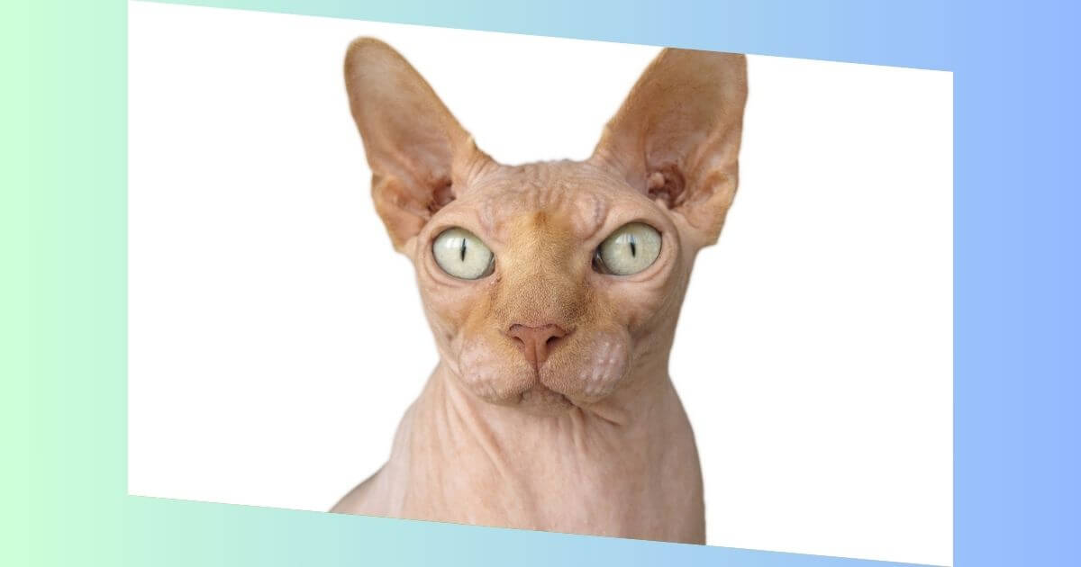 Sphynx-Katze