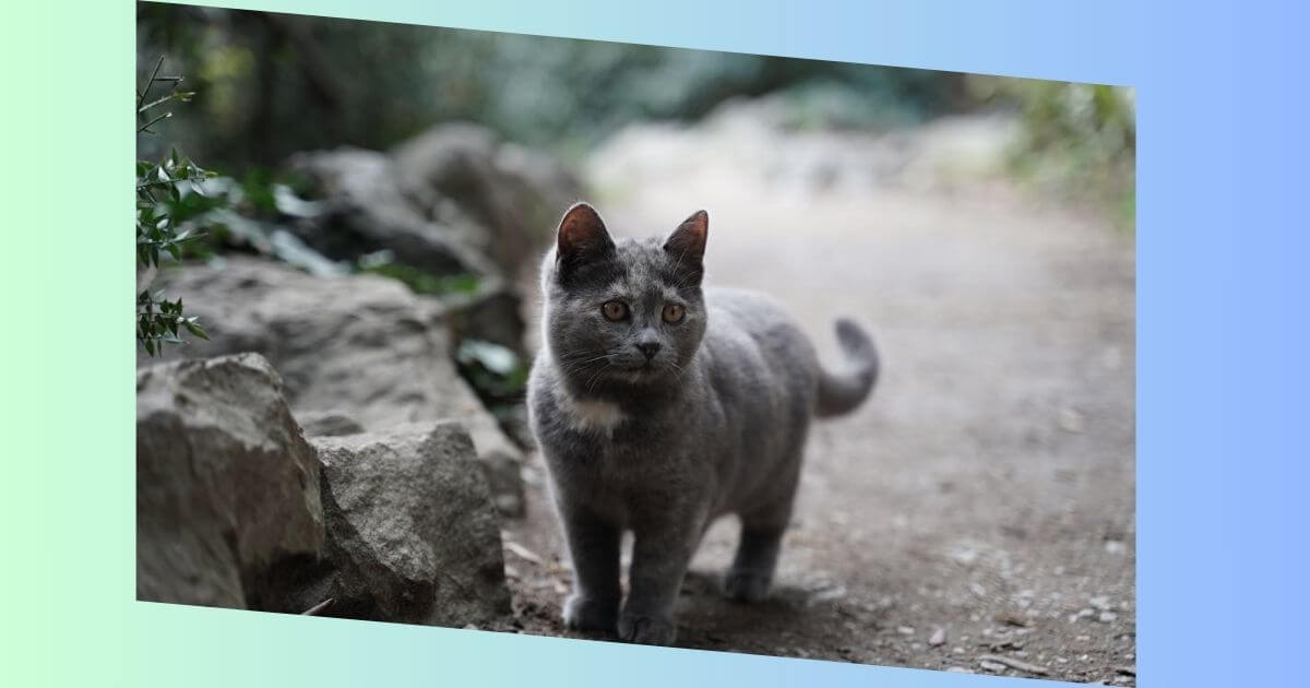 Chartreux katze