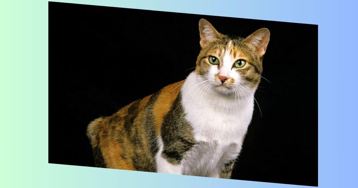 japanese bobtail katze Bild