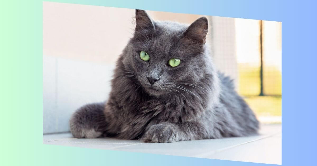 Nebelung Katze Bild