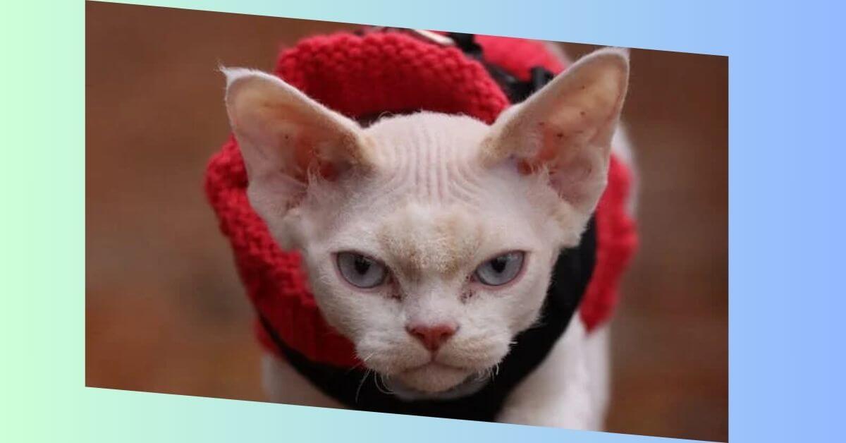 devon rex