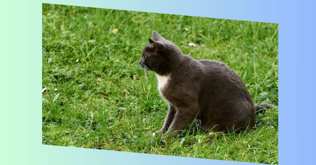 japanese bobtail