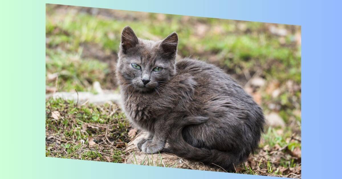 nebelung katze