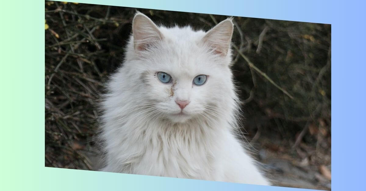 Turkish Angora