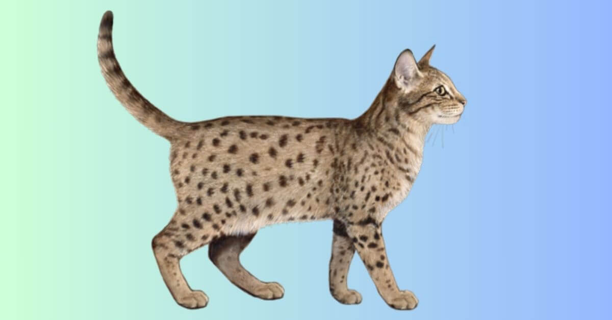 ocicat katze