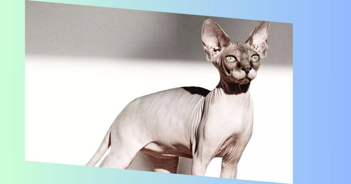 Sphynx