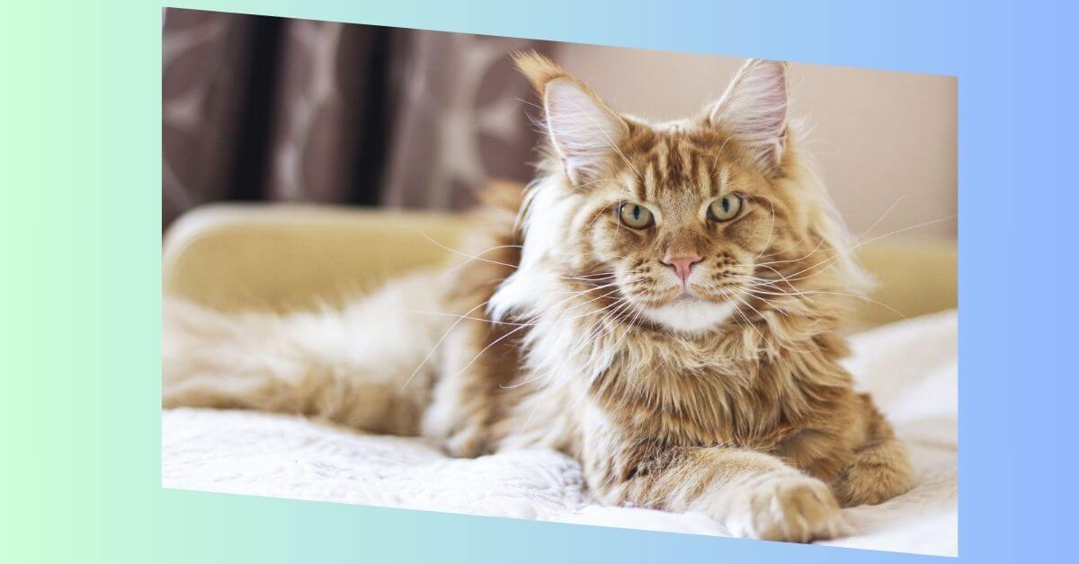 maine coon katze