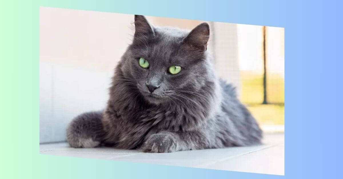 nebelung katze