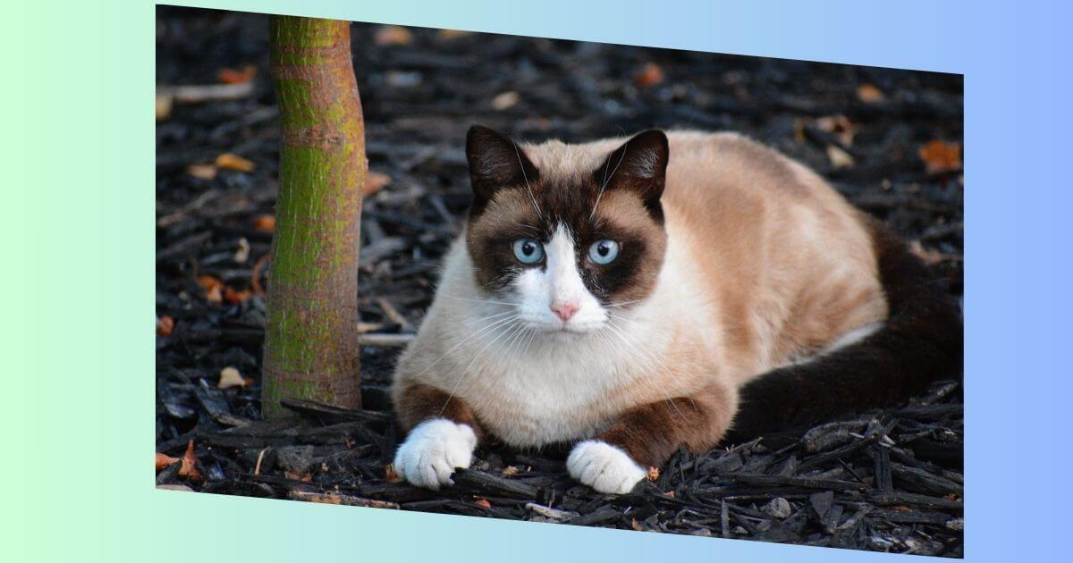 Snowshoe Katze Bild