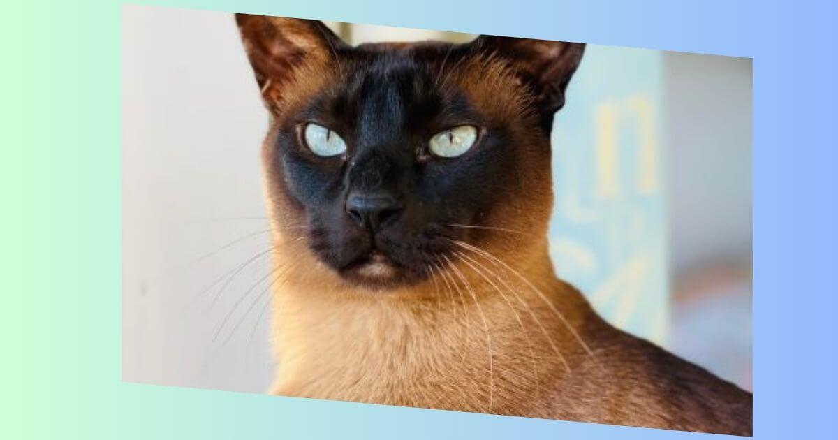 Tonkinese Katze Bild