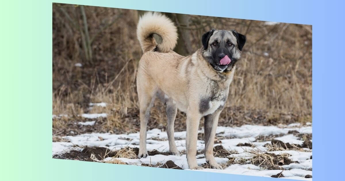 Anatolischer Schäferhund Bild