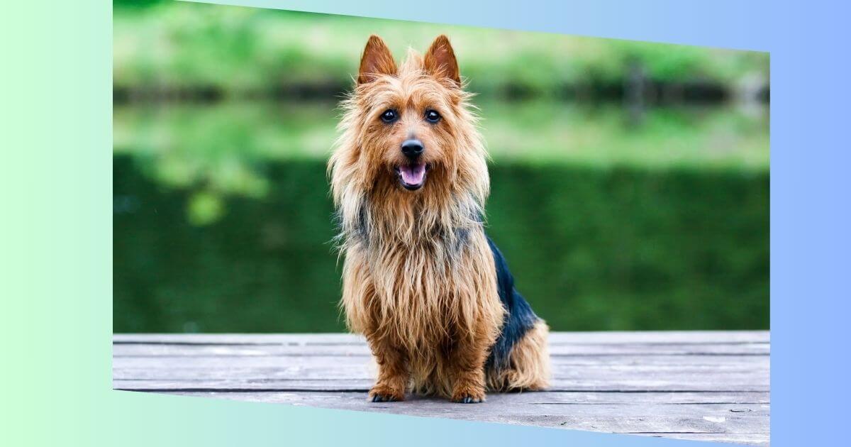 Silky Terrier Bild