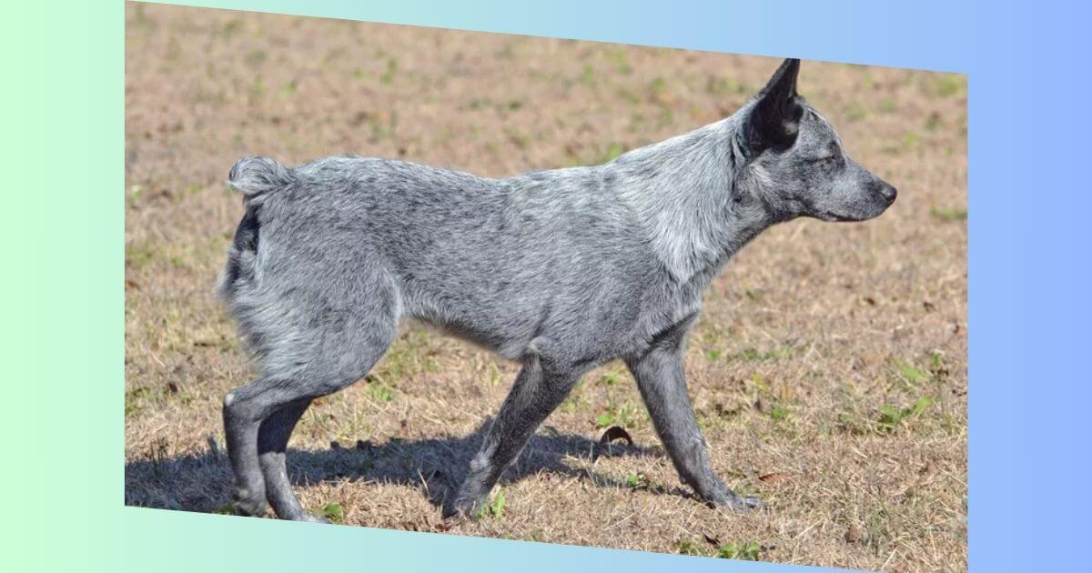 Australian Stumpy Tail Cattle Dog Bild