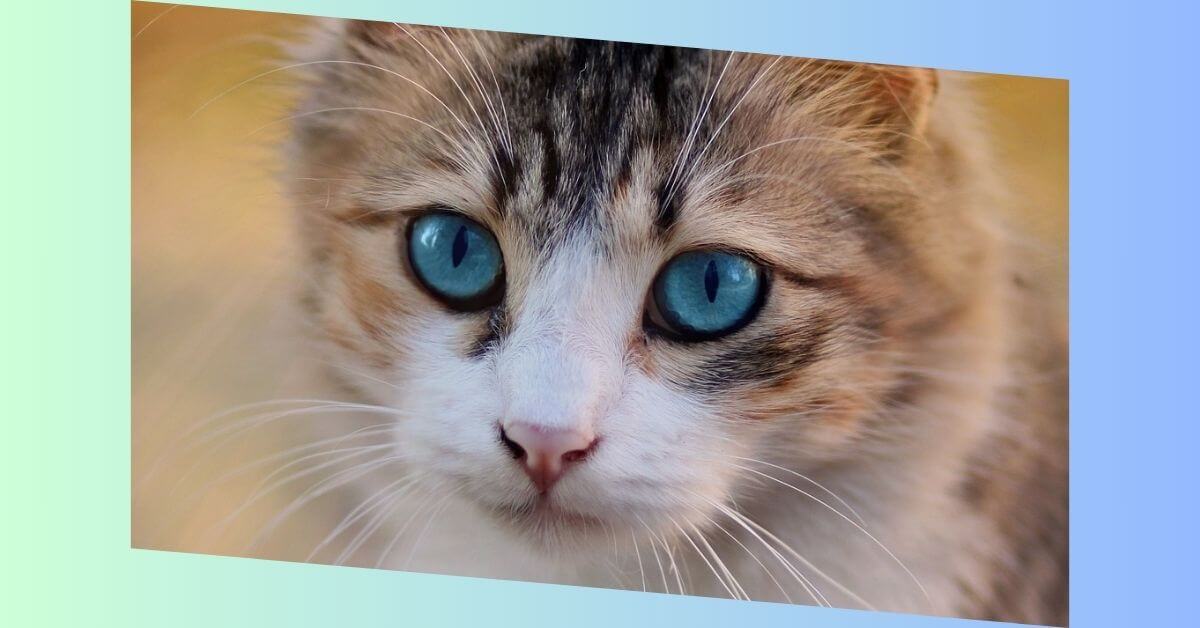 ojos azules katze