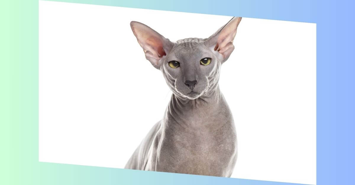 peterbald katze