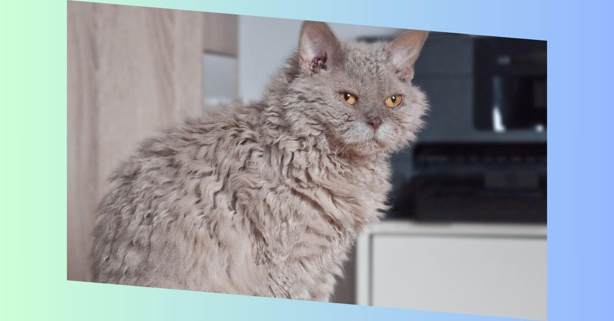 selkirk rex katze