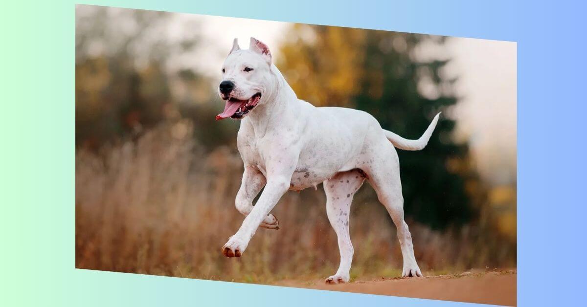 dogo argentino