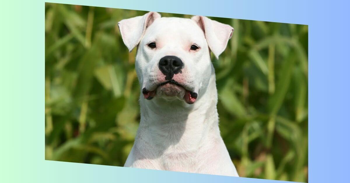 Dogo Argentino Bild