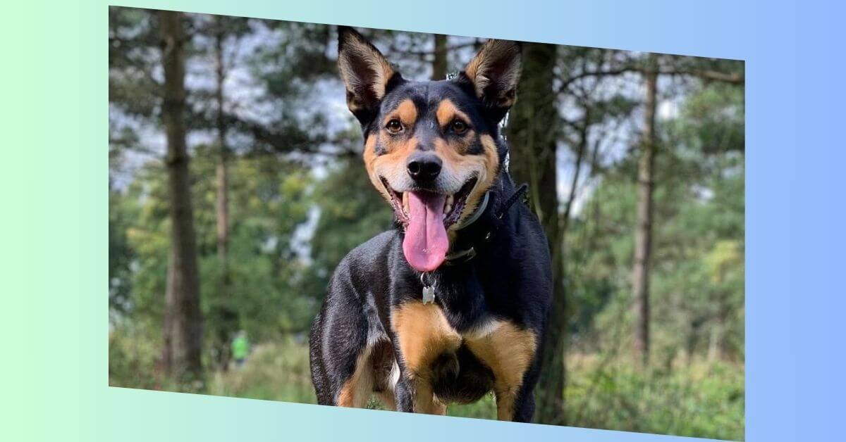 australischer kelpie