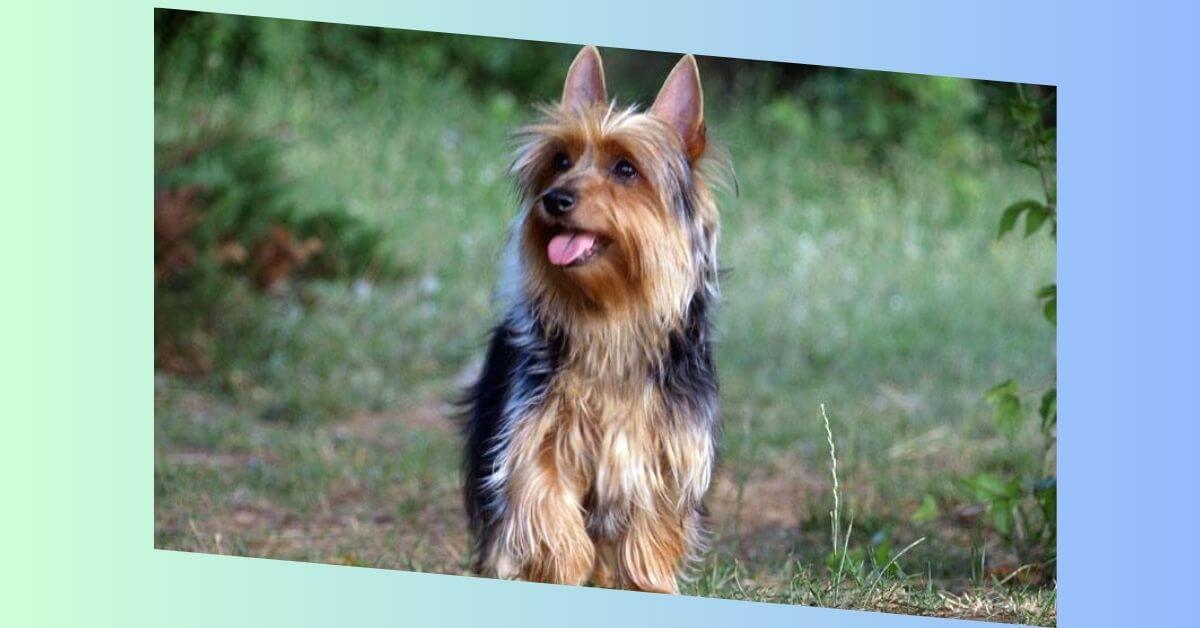 australian silky terrier