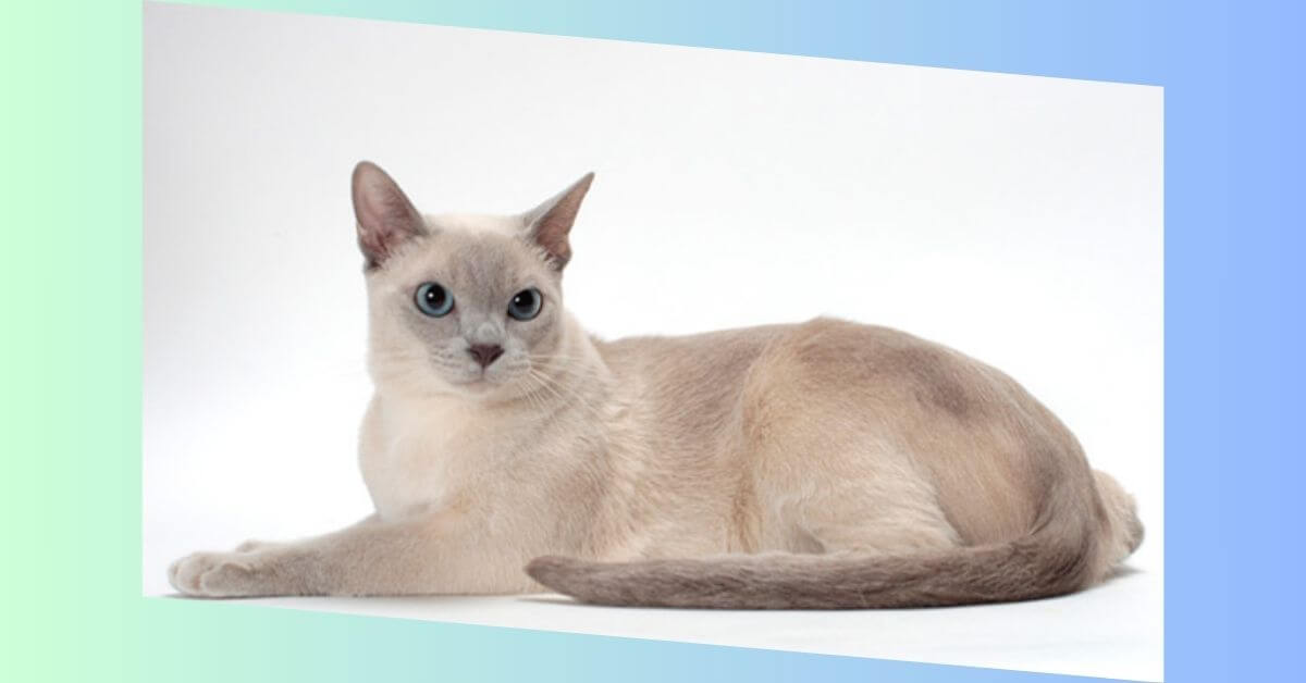 tonkinese katze