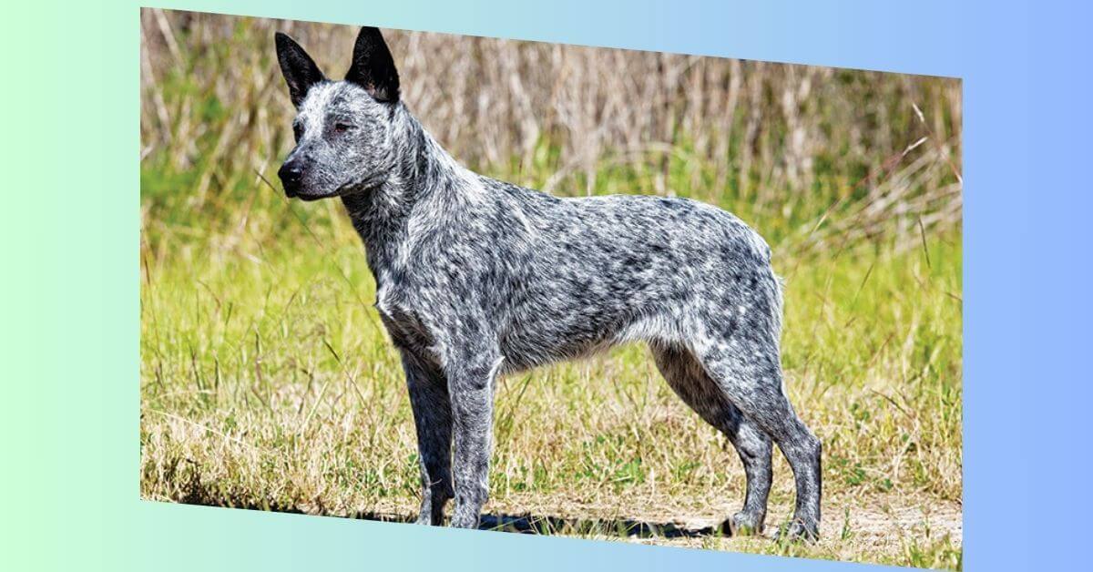 australian stumpy tail cattle dog