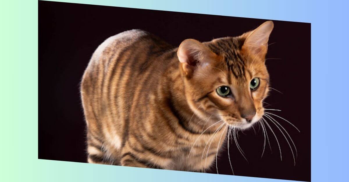 toyger katze