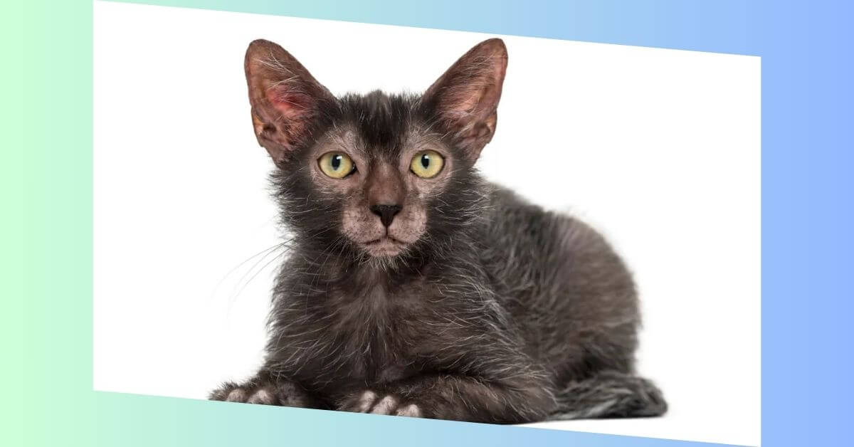 lykoi katze