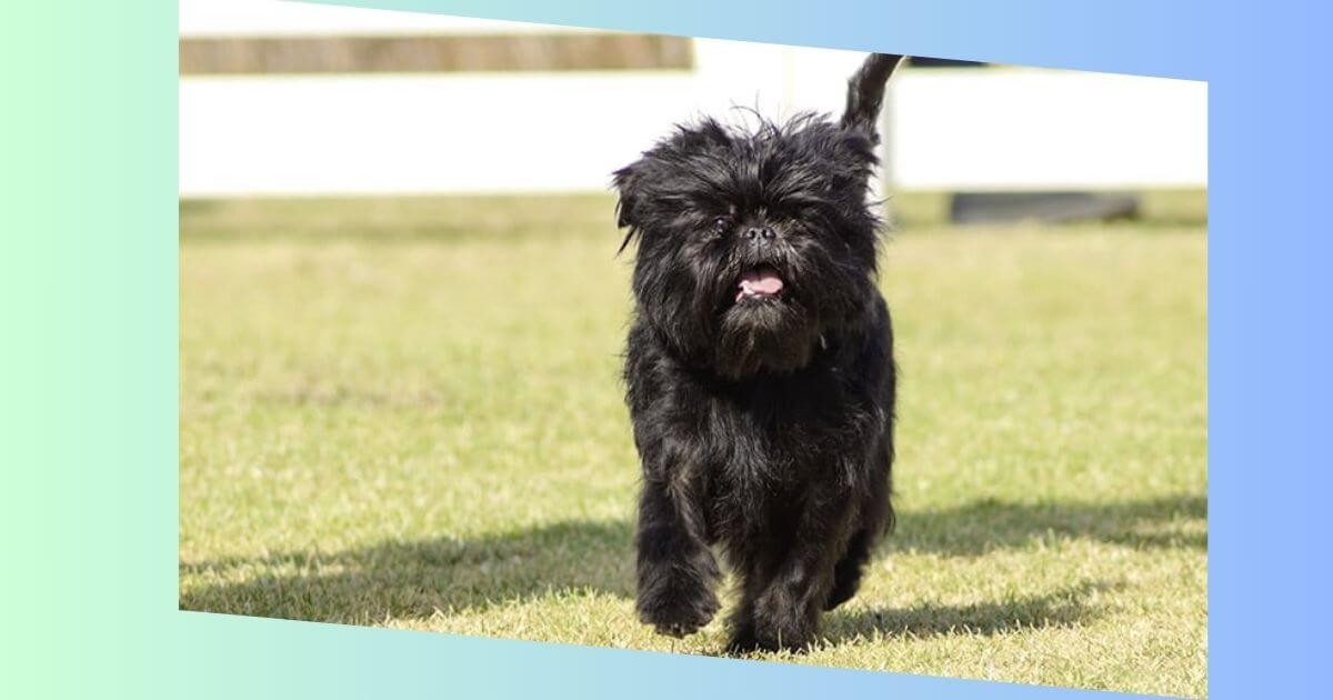 Affenpinscher Hund Bild