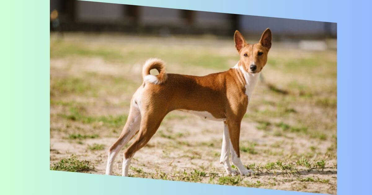 Basenji Bild