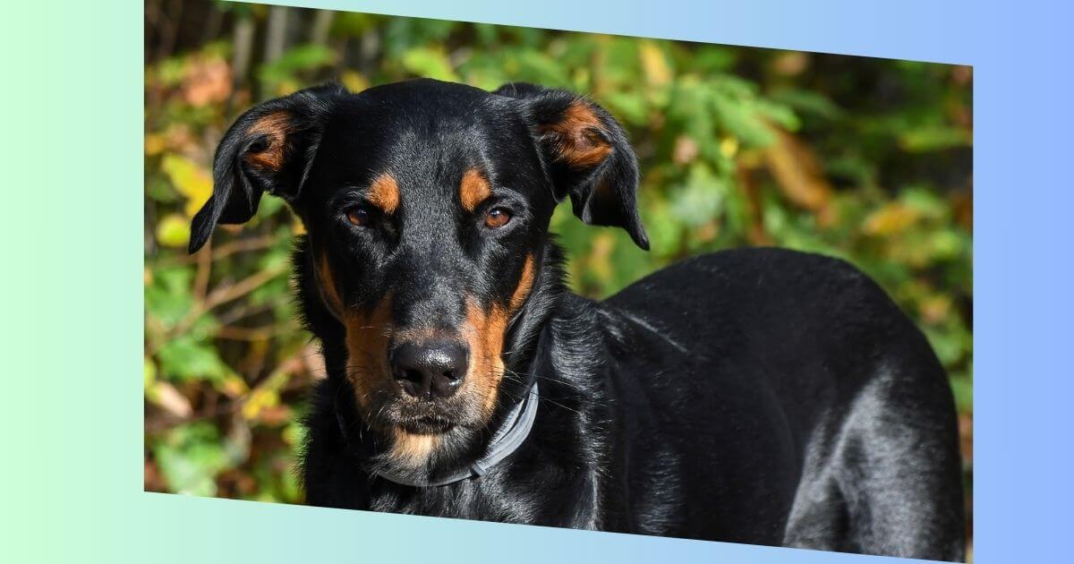 Beauceron Hund Bild