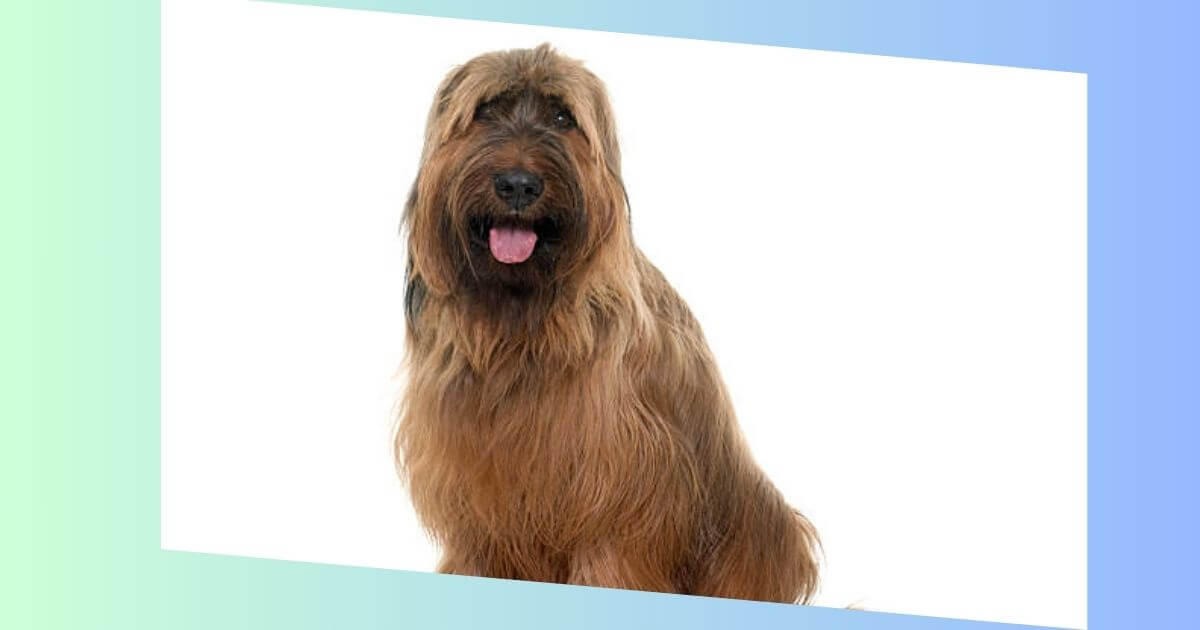 Briard Bild