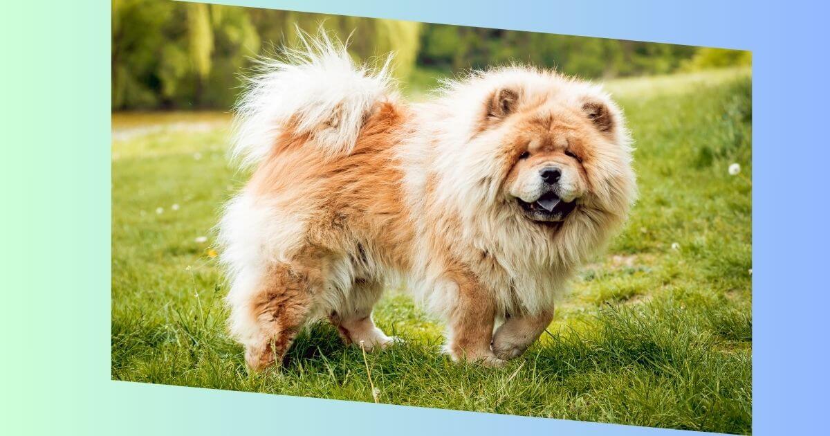 Chow Chow Hund Bild