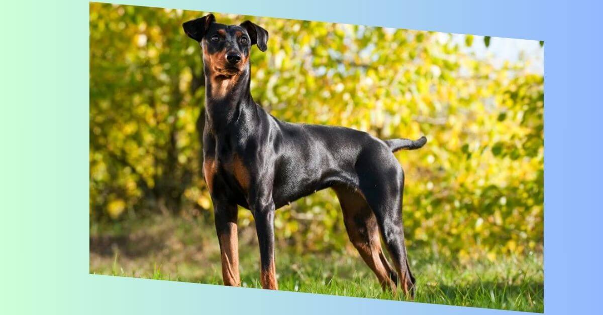 Deutscher Pinscher