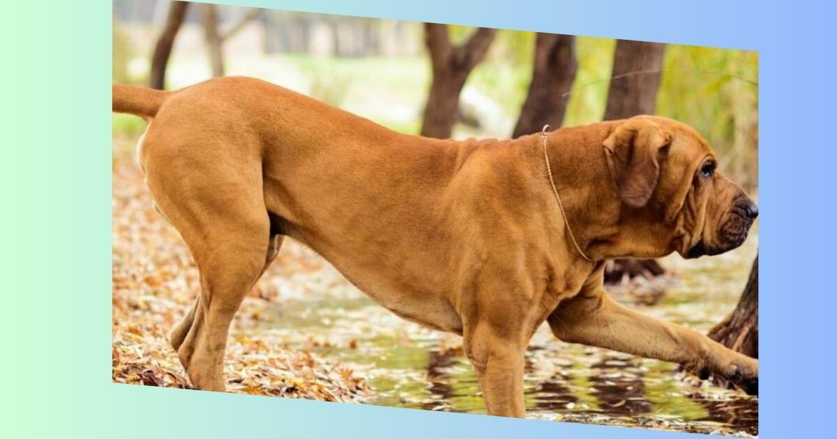 Fila Brasileiro Hund Bild