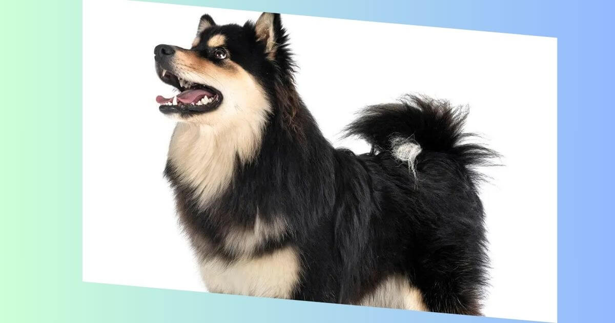 Finnischer Lapphund Bild