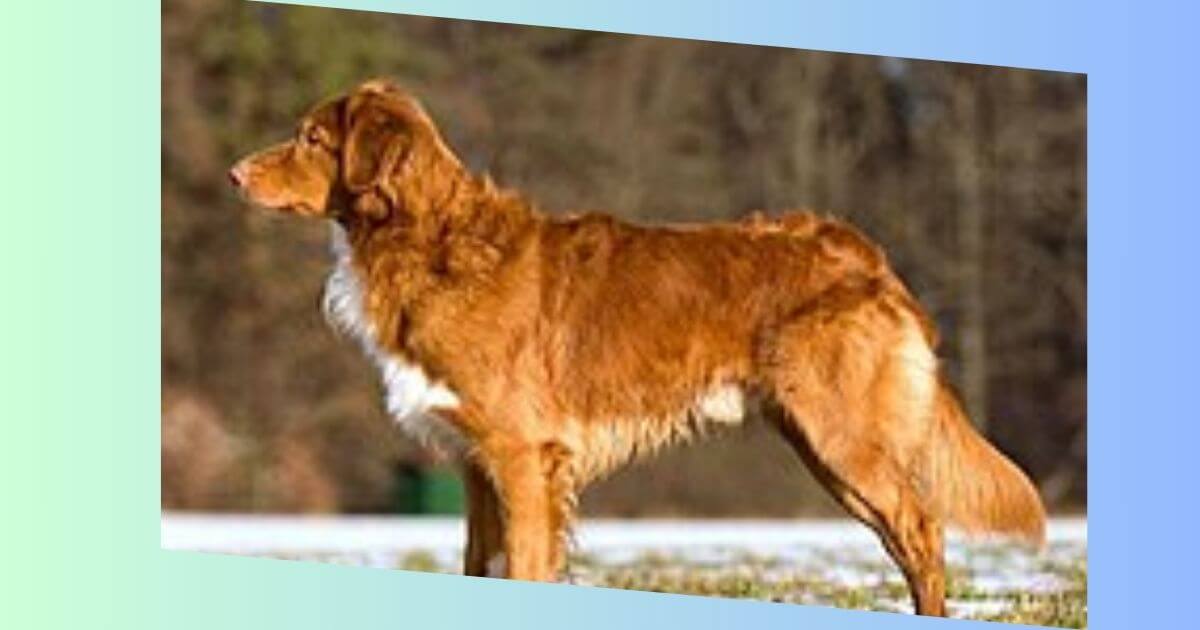 Nova Scotia Duck Tolling Retriever Bild