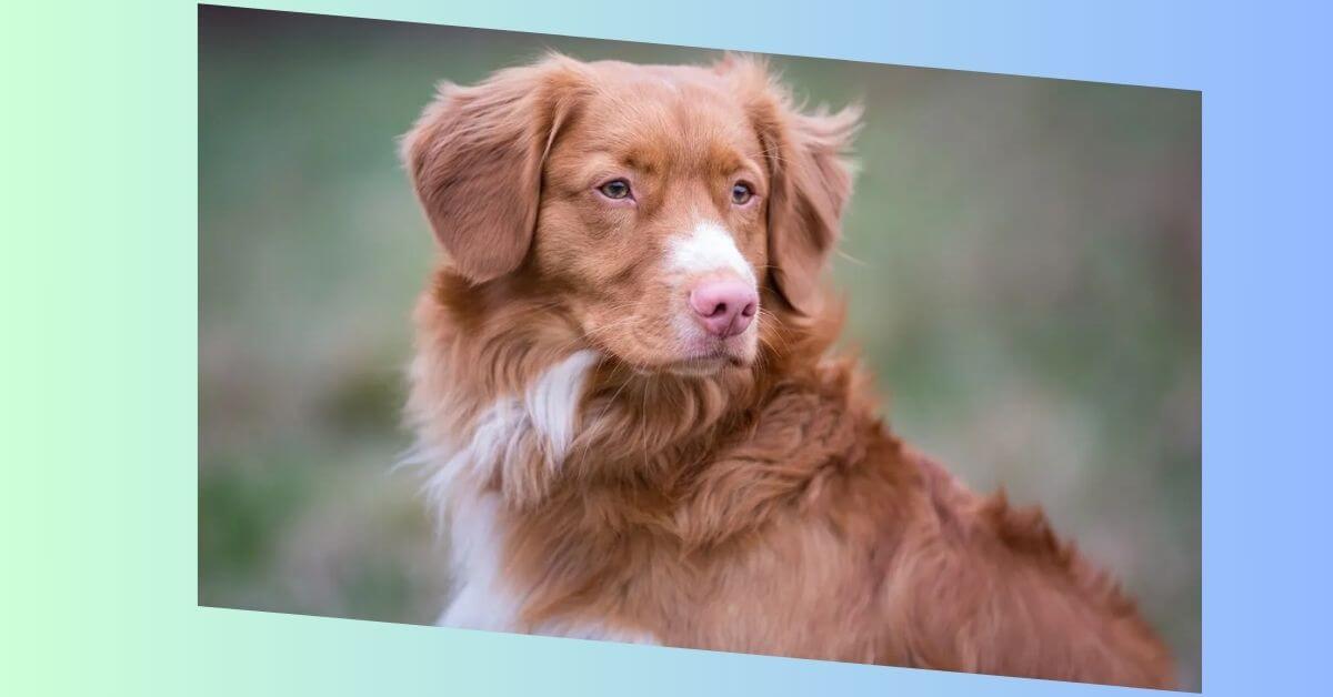 Nova Scotia Duck Tolling Retriever