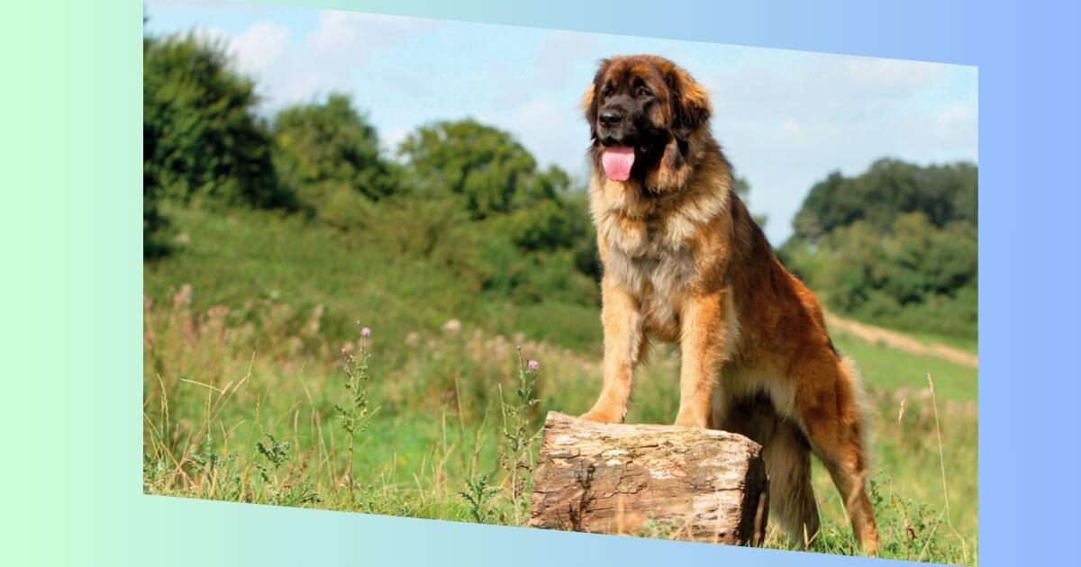 Leonberger Bild