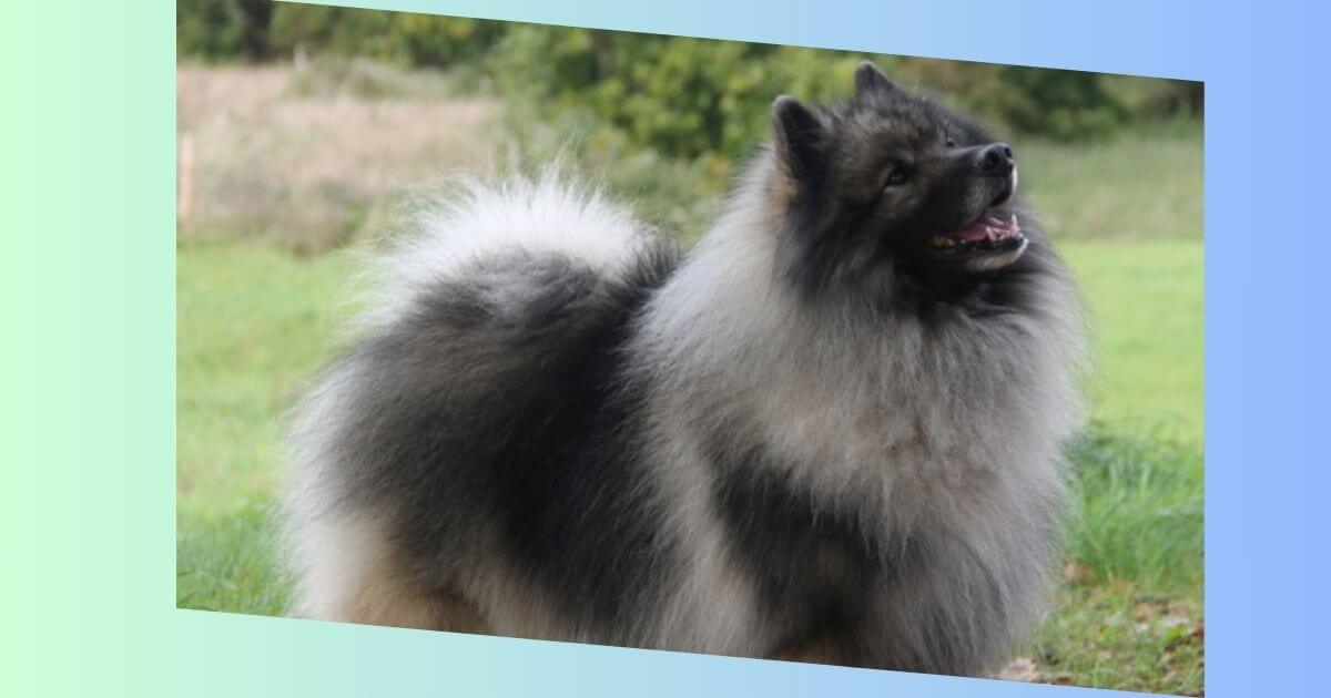 Keeshond-Hund bild