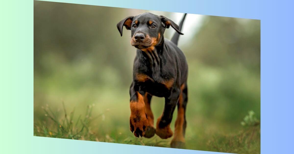 Dobermann Pinscher bild