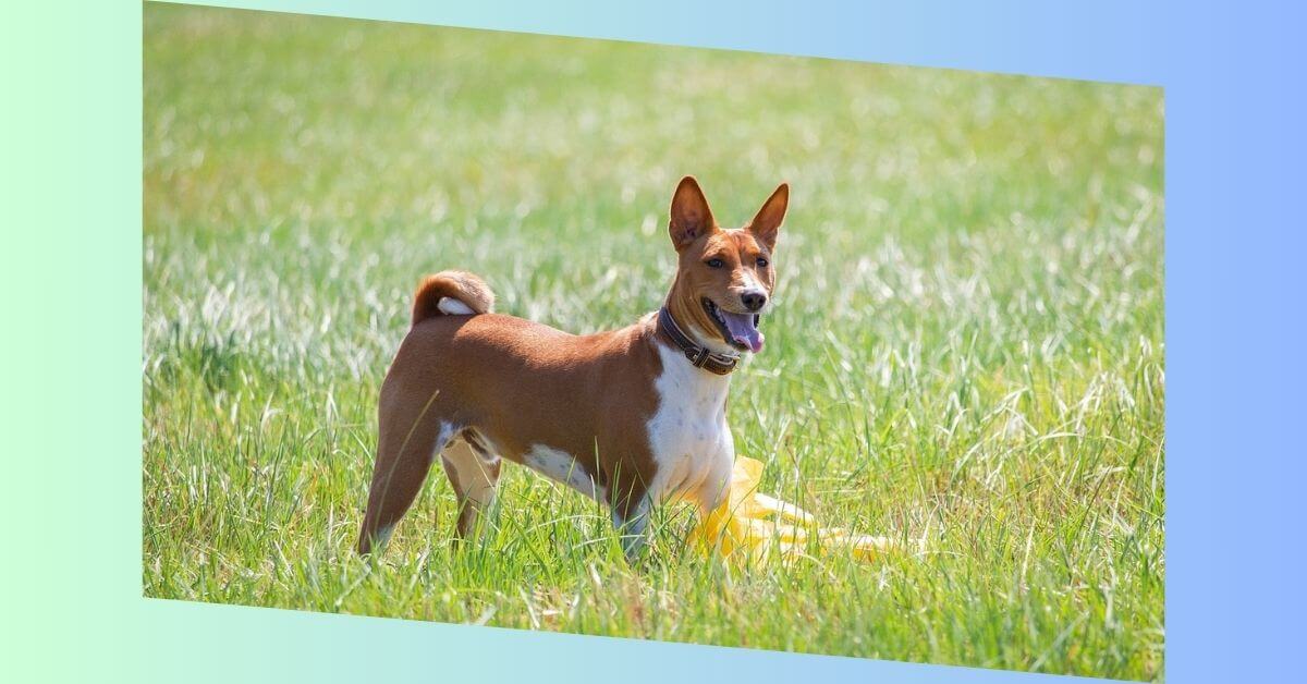 basenji hund