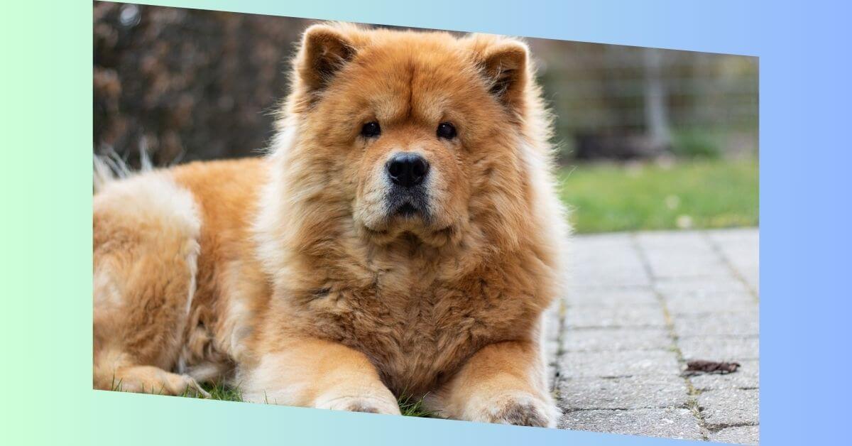 chow chow hund