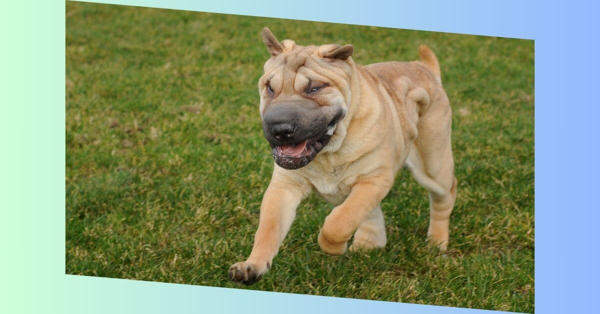 shar pei hund